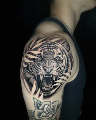 Black and grey realism tiger roaring through foliage on a shoulder, with a rose below